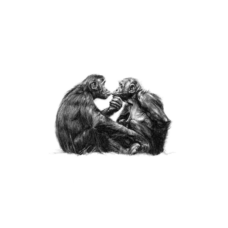 Bonobo Monkeys Print 8cm