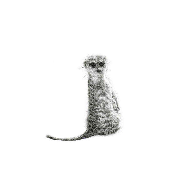 Meerkat Print 8cm