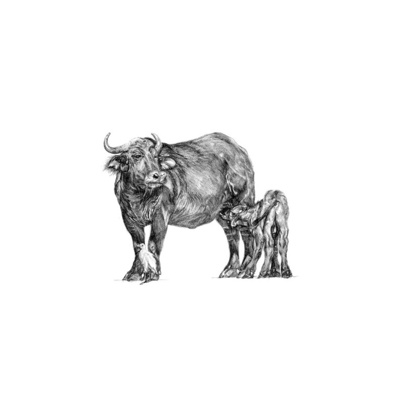 Buffalo Print 8cm