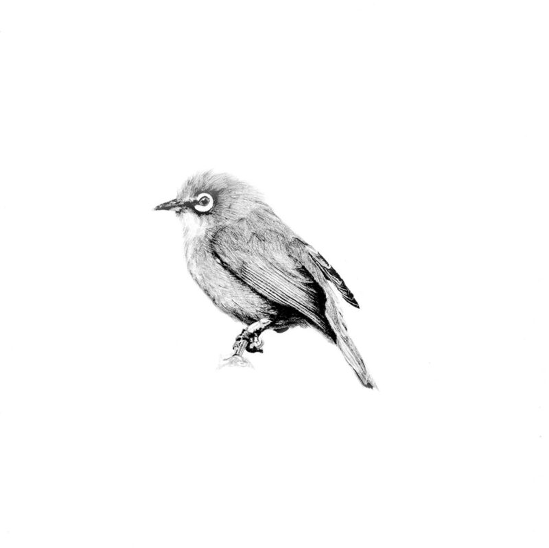 Cape White Eye Print 8cm