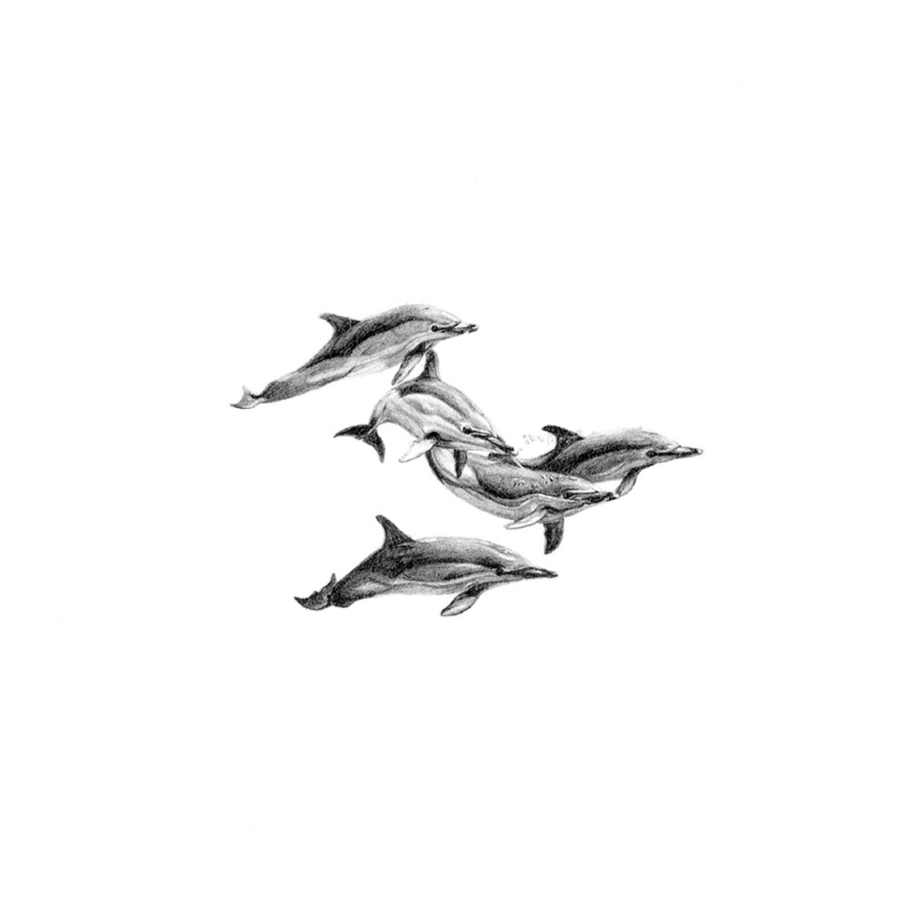 Dolphins Print 8cm