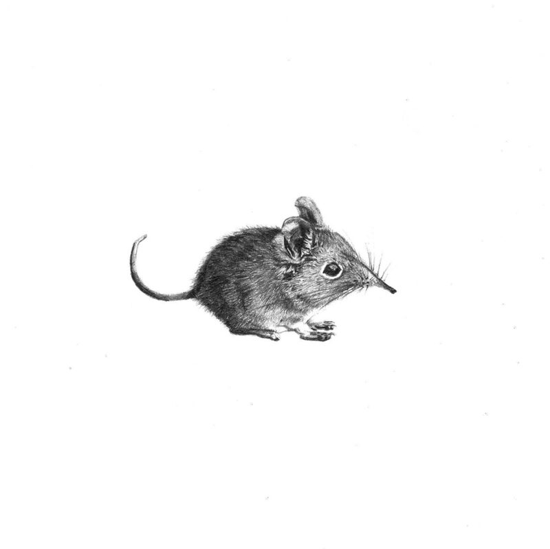 Elephant Shrew Print 8cm