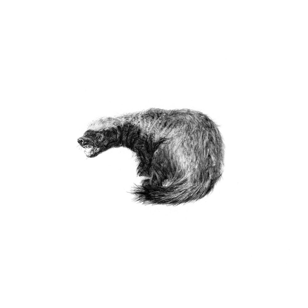 Honey Badger Print 8cm