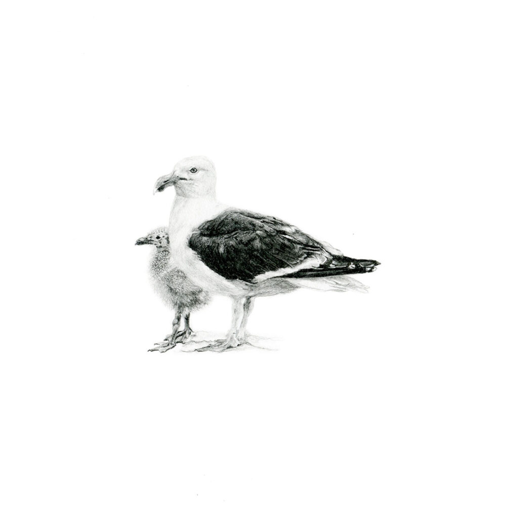 Kelp Gulls Print 8cm