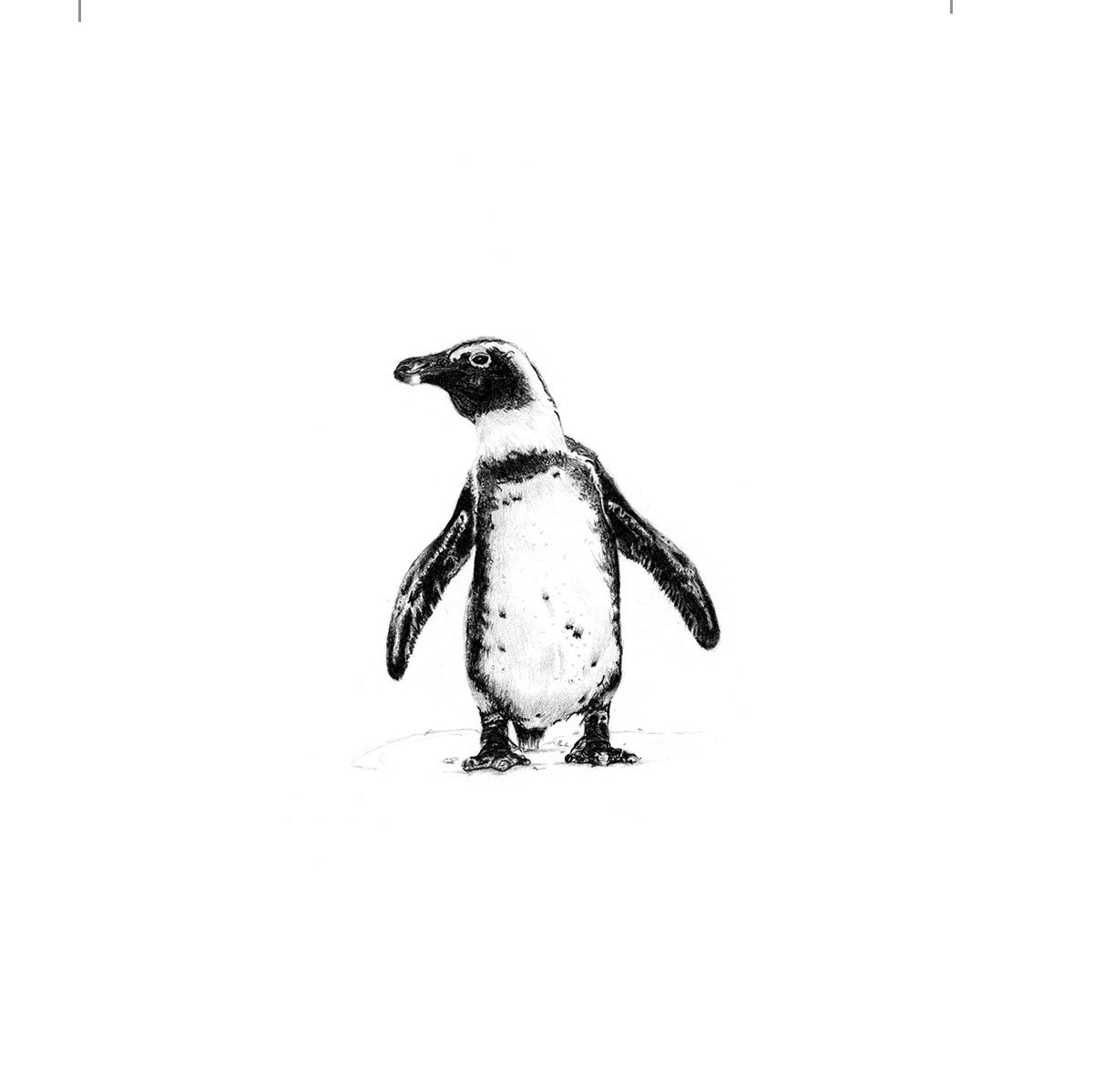 Penguin Print 8cm - Pitchford Art & Design