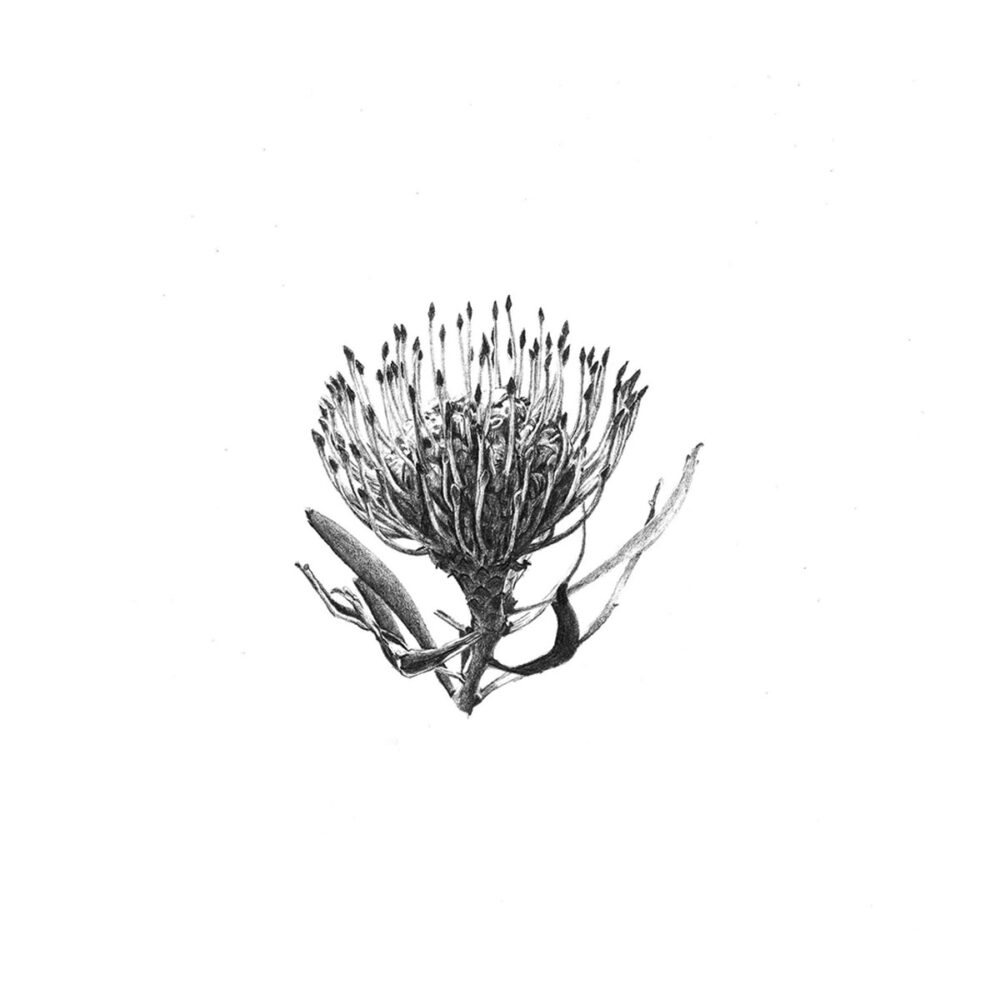 Pincushion Protea Print 8cm