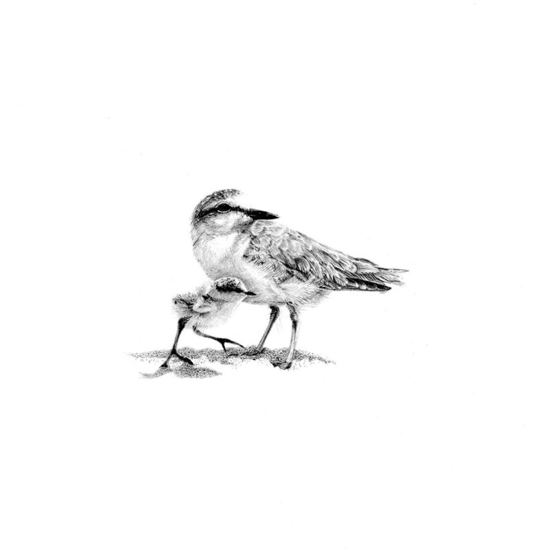 Plovers Print 8cm