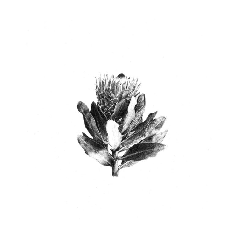 King Protea Print 8cm