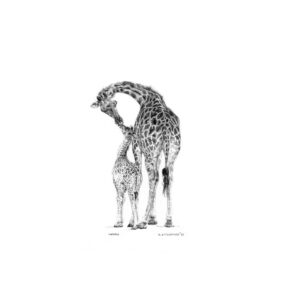 picture of a print of a pencil drawing, a giraffe cow and her calf