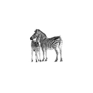 picture of a print of a pencil drawing, a mother zebra and her foal