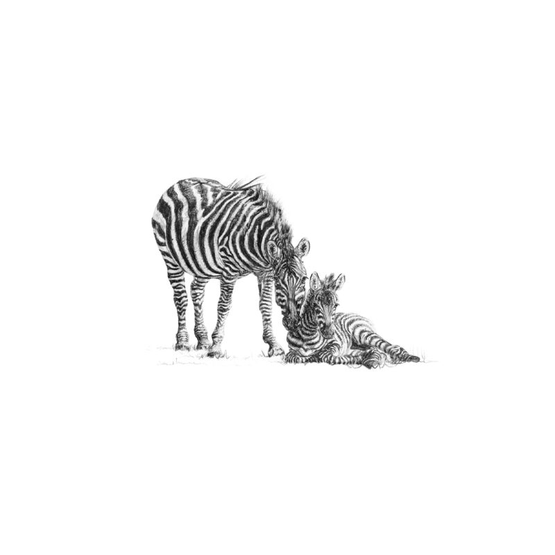 Zebra and Foal Print 8cm