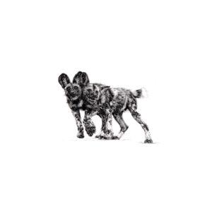 Drawing of Wild Dogs, a pencil drawing print