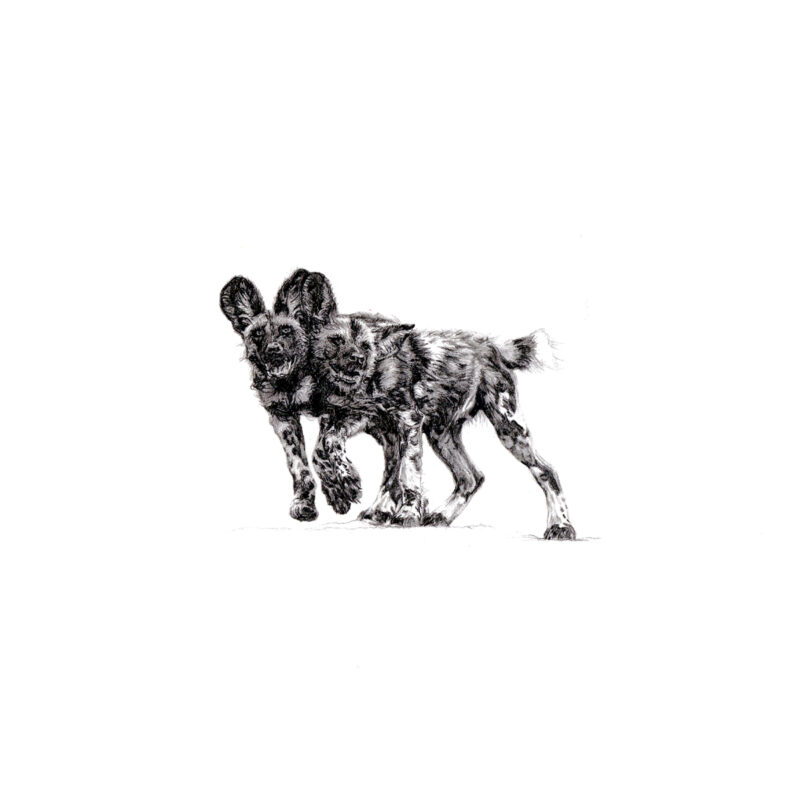 Drawing of Wild Dogs, a pencil drawing print