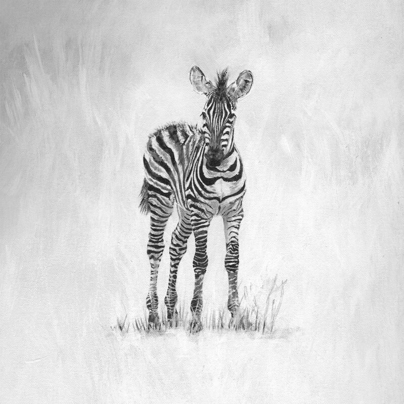 Zebra Foal Painting 295x400mm Print